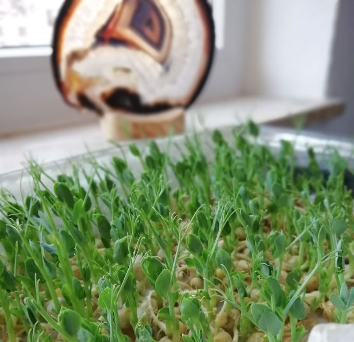 growing microgreens by the window