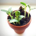 growing plant in pot