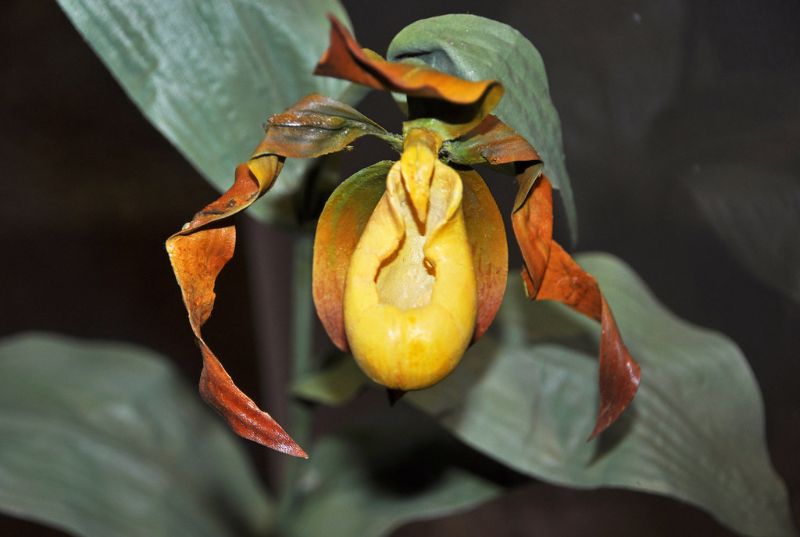 hanging aerial plants