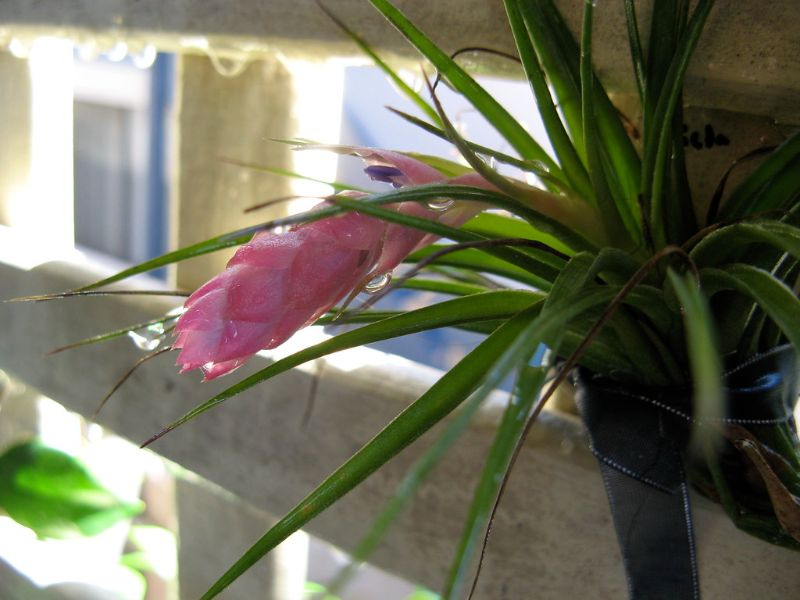 hanging air plants