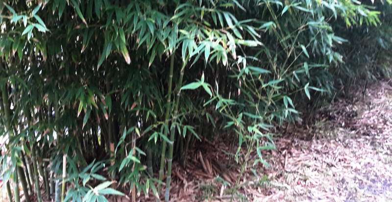 hedge bamboo plant