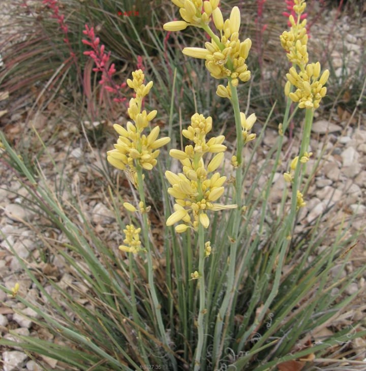 hesperaloe parviflora yellow yucca plant