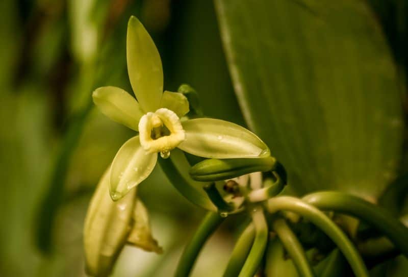 how to care for aerial plants