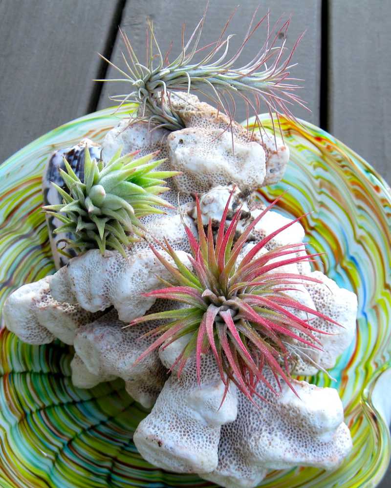 how to clean air plants