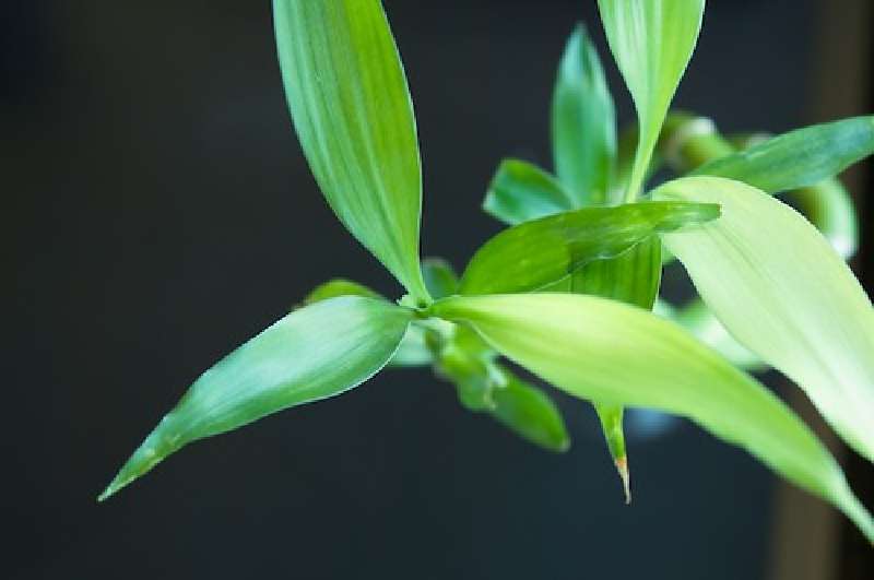 how to grow lucky bamboo