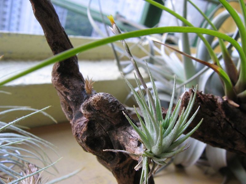 how to water small air plants