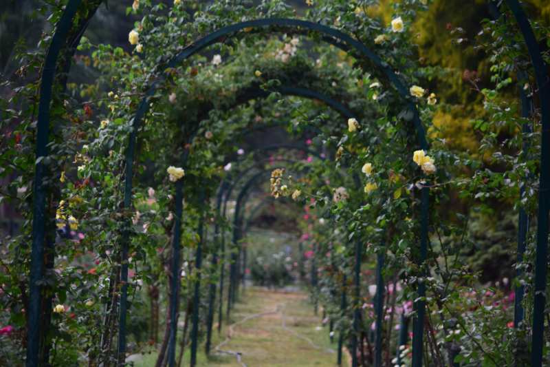 floral archway secret garden