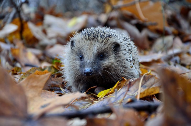 hedgehog in secret garden