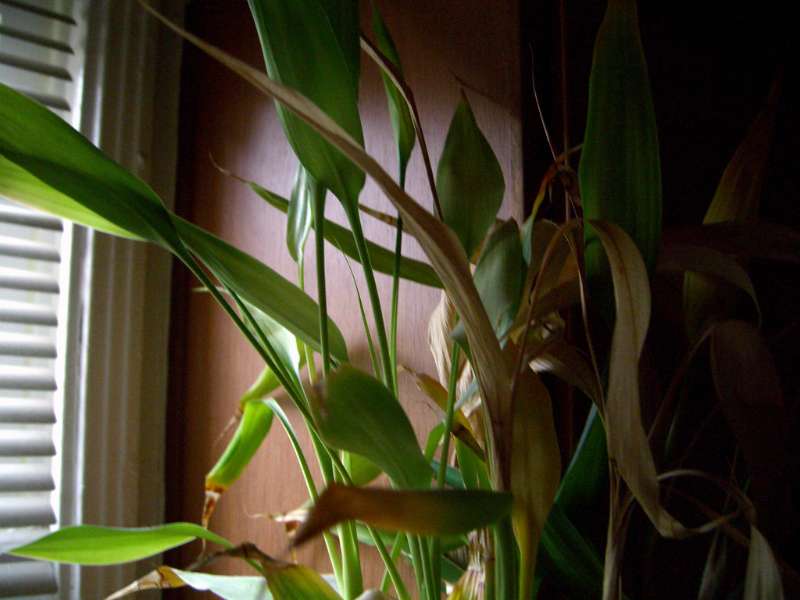 indoor bamboo plant