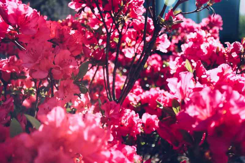 japanese garden flowers