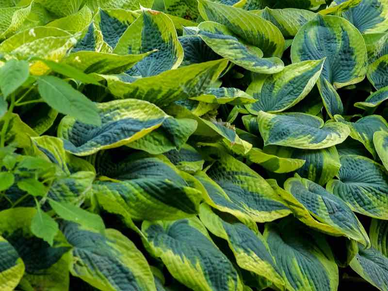 Hosta garden plant