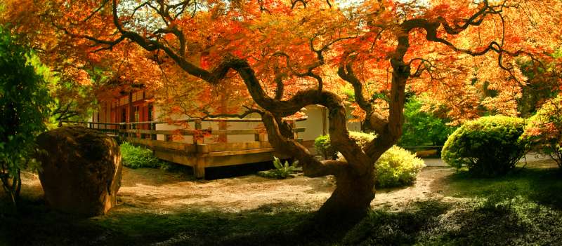 japanese tea garden