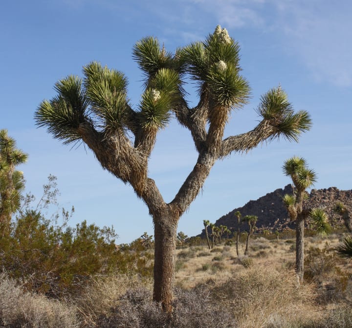 joshua tree yucca brevifolia