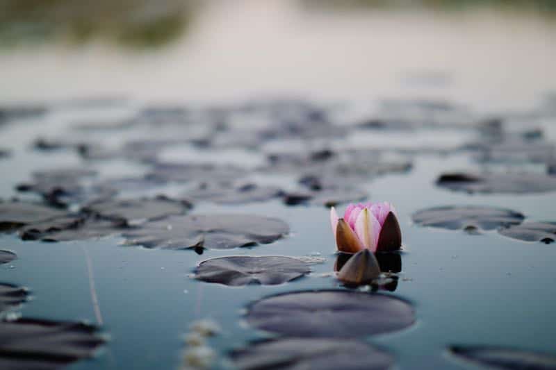 Japanese garden lotus flowers