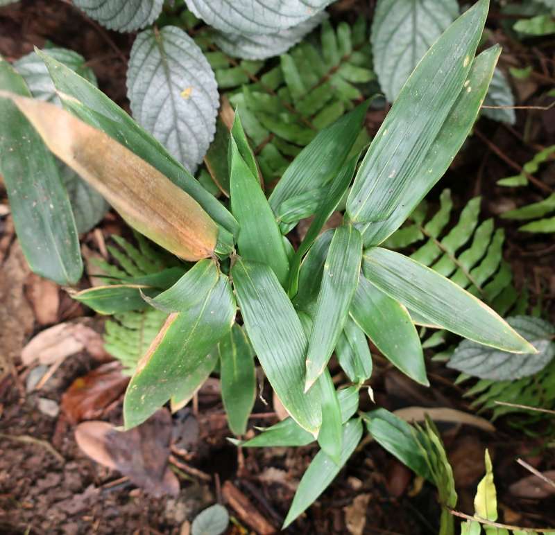 large leaved bamboo indoor plant