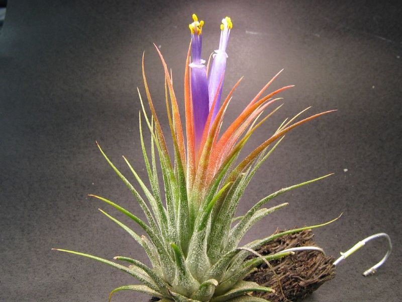 air plant design ideas