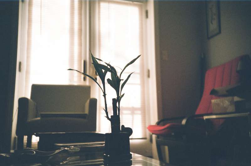 lucky bamboo plant