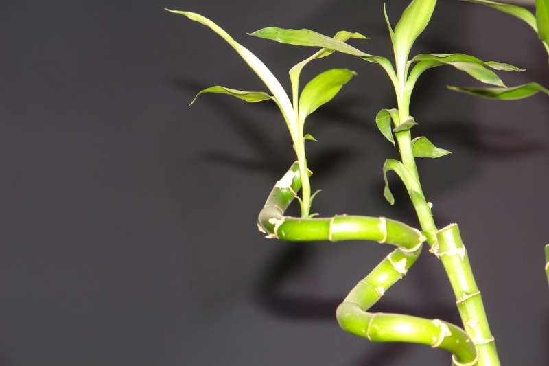 lucky bamboo