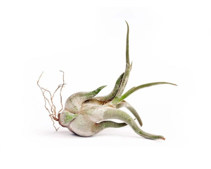 medusae air plant