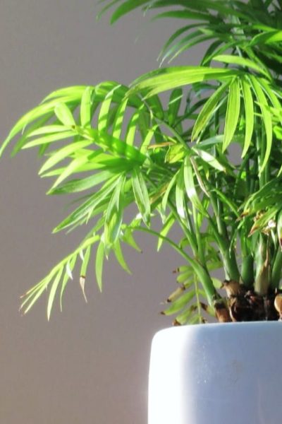 mini bamboo plant on a white ceramic pot
