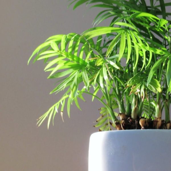 mini bamboo plant on a white ceramic pot