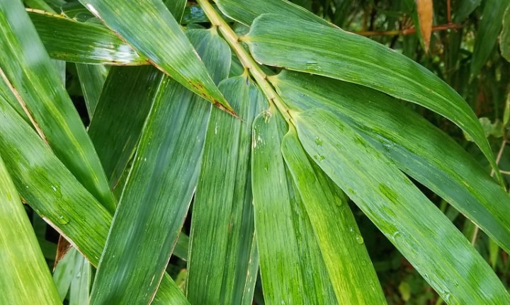 misting the bamboo plant leaves