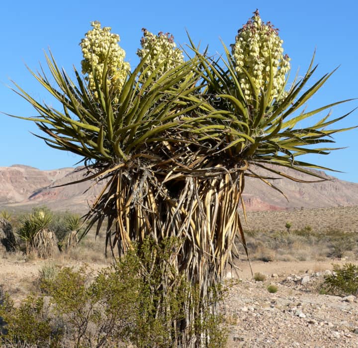 mojave yucca schidigera