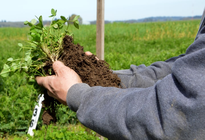 planting organic cover crops to protect the soil