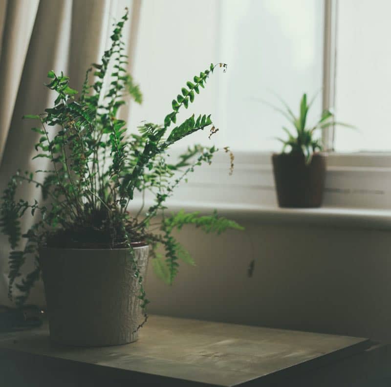 plants for bedroom low light