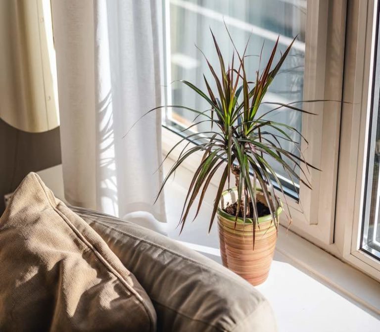 Plants For Bedroom 30 Best Bedroom Plants for Better Sleep