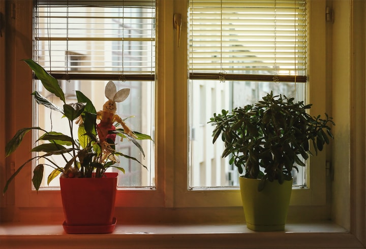 plants on the windowsill