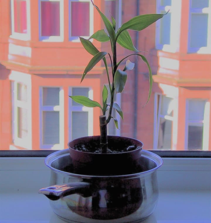 potting bamboo plant