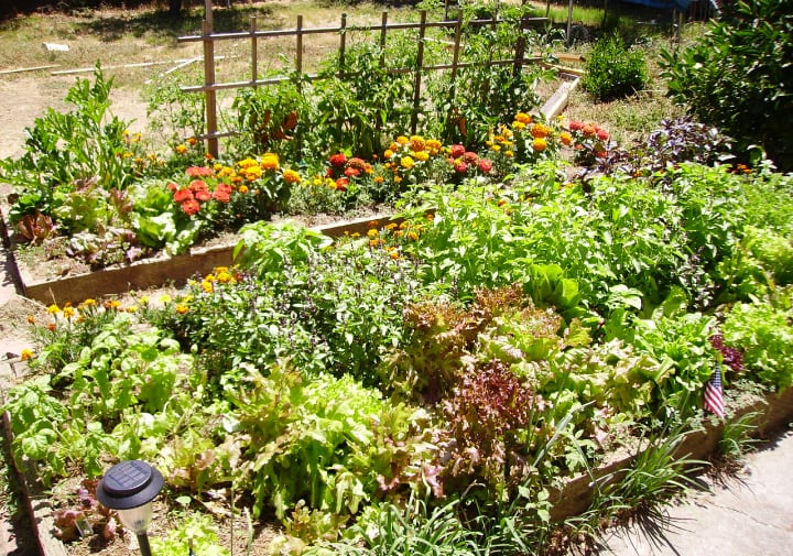 raised garden bed with vegetables herbs and flowers
