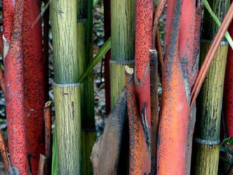 red margin bamboo plant