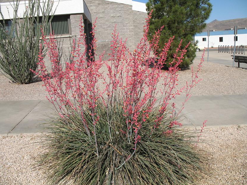 red yucca plant hesperaloe parviflora