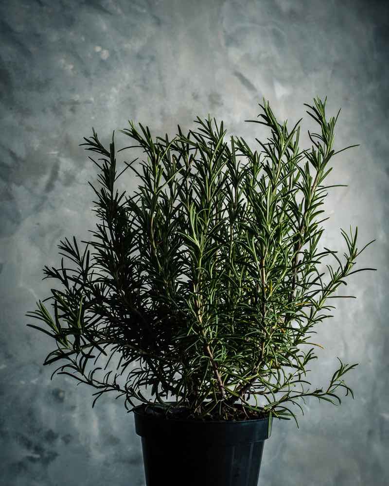 rosemary plants for bedroom