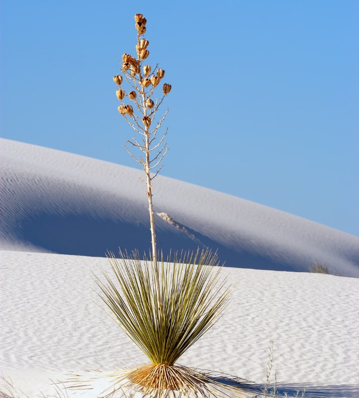 soaptree yucca elata