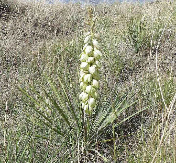 soapweed yucca glauca plant