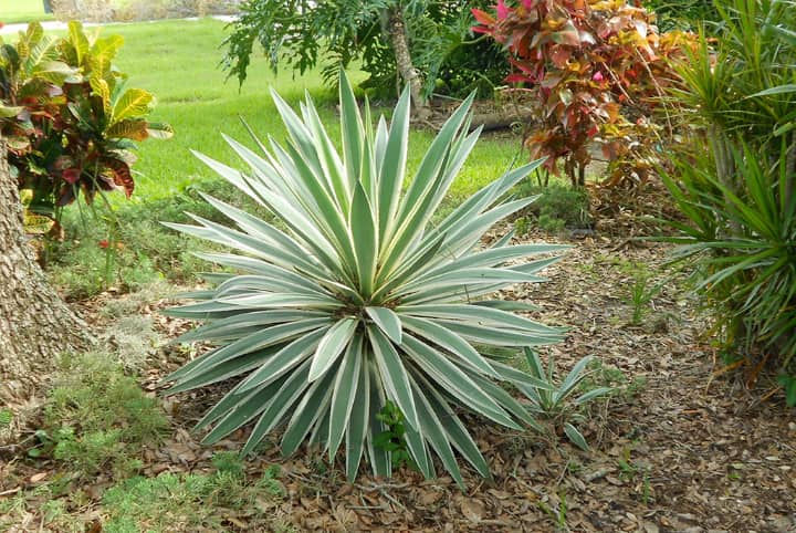 spanish bayonet yucca aloifolia