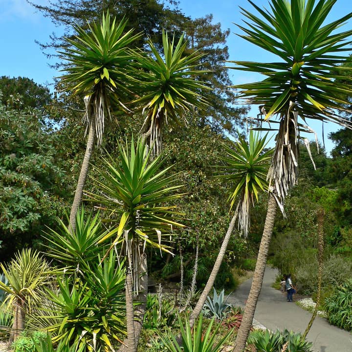 spanish dagger yucca aloifolia