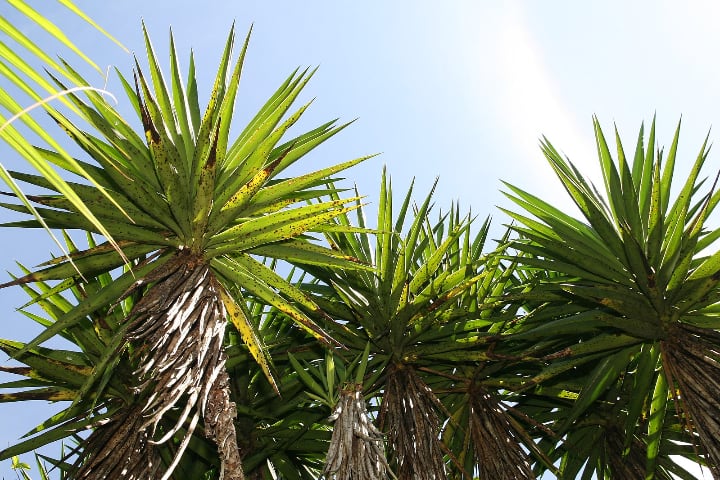 spineless yucca elephantipes