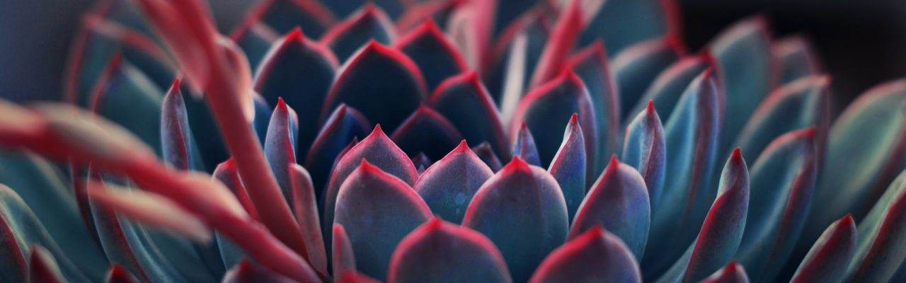 succulent plant macro shot