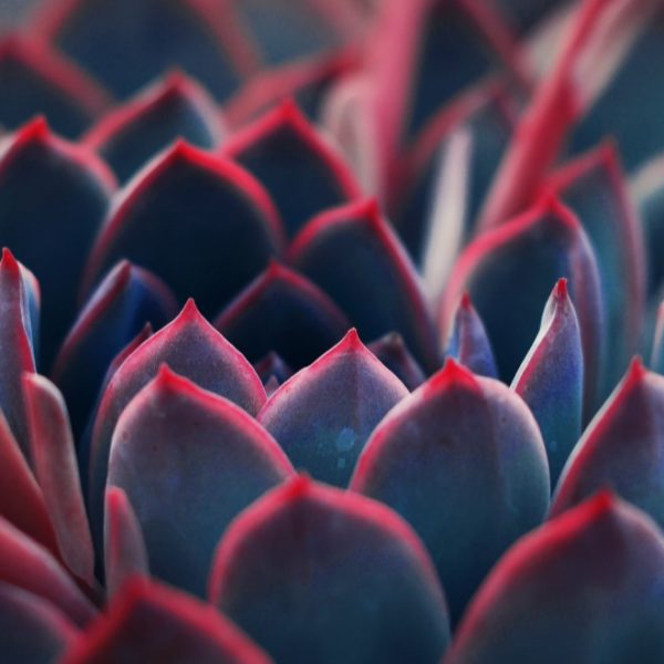 succulent plant macro shot