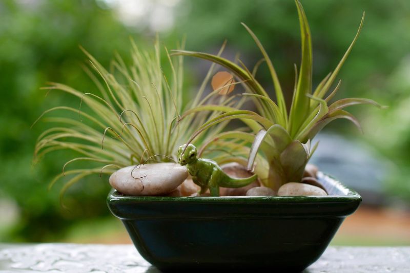 types of air plants