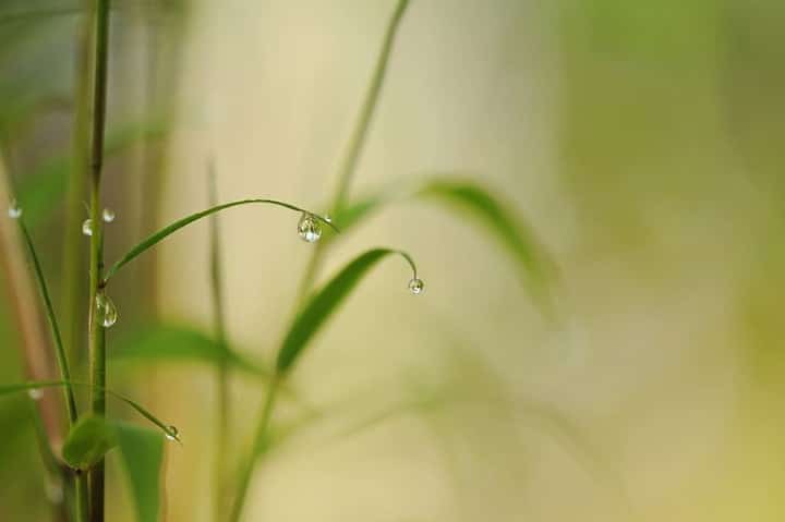 watering bamboo plant