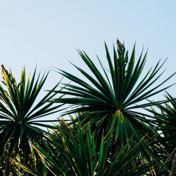 yucca plant