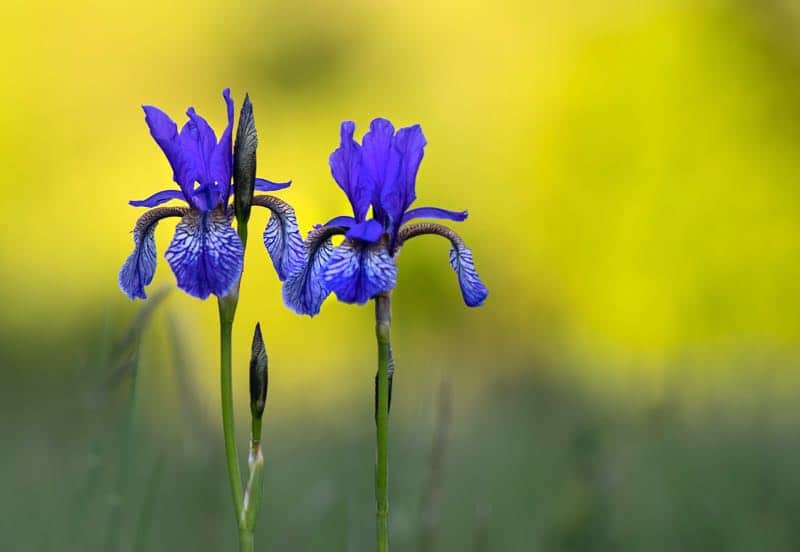 zen garden flowers