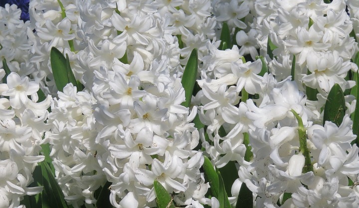 aiolos hyacinth flowers
