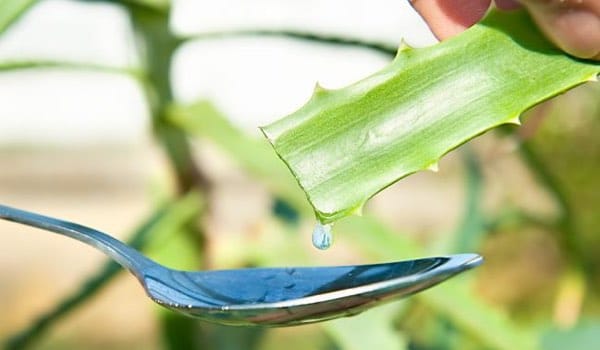 aloe vera plant healing