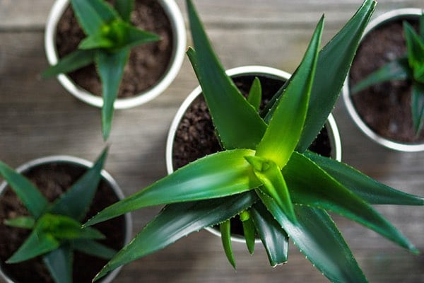 aloe vera pots home